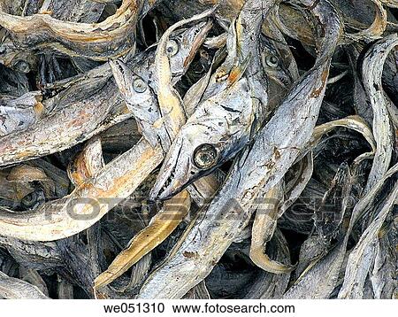 Fishes spread for drying at Vizhingam harbour. is one km south of Kovalam Beach. It has a big artificial harbour. Vizhinjam, Trivandrum, Kerala, India View Large Photo Image Stock Image - Fishes spread for drying at Vizhingam harbour. is one km south of Kovalam Beach. It has a big artificial harbour. Vizhinjam, Trivandrum, Kerala, India. Fotosearch