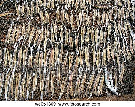Fishes spread for drying at Vizhingam harbour. is one km south of Kovalam Beach. It has a big artificial harbour. Vizhinjam, Trivandrum, Kerala, India View Large Photo Image Stock Photo - Fishes spread for drying at Vizhingam harbour. is one km south of Kovalam Beach. It has a big artificial harbour. Vizhinjam, Trivandrum, Kerala, India. Fotosearch