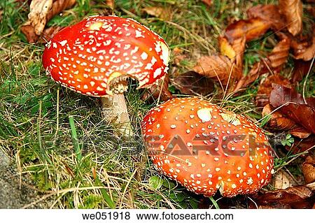 Fly Agaric (Amanita muscaria) View Large Photo Image Stock Photo - Fly Agaric (Amanita muscaria). Fotosearch