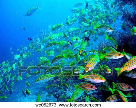Fusilier school. Ari atoll, Maldives View Large Photo Image Stock Image - Fusilier school. Ari atoll, Maldives. Fotosearch