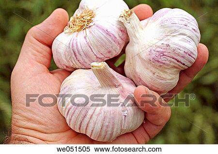 Stock Photography - Garlic (Allium sativum). Fotosearch
