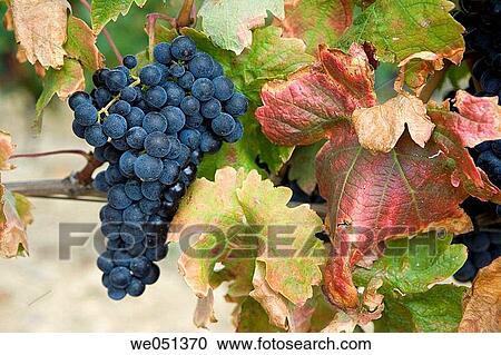 Garnacha vineyard near Laguardia. Rioja Alavesa,? lava, Euskadi, Spain View Large Photo Image Stock Image - Garnacha vineyard near Laguardia. Rioja Alavesa,? lava, Euskadi, Spain. Fotosearch