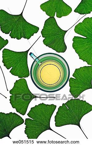 Ginkgo biloba leaves and tea. View Large Photo Image Stock Photography - Ginkgo biloba leaves and tea.. Fotosearch