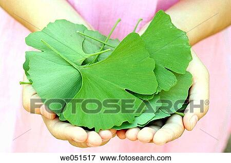 Ginkgo biloba View Large Photo Image Stock Photo - Ginkgo biloba. Fotosearch