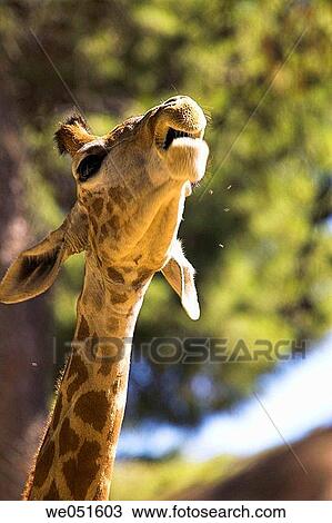 Stock Image - Giraffe. Fotosearch