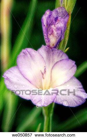 Gladiolus hybrid. July 2006. Maryland, USA View Large Photo Image Stock Photo - Gladiolus hybrid. July 2006. Maryland, USA. Fotosearch