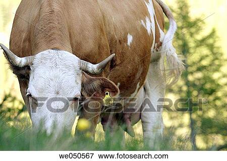 Grazing cow. Alm, Asten_Valley, Goldberg_Group, Hohe Tauern National Park, Alps, Carinthia, Austria View Large Photo Image Stock Photo - Grazing cow. Alm, Asten_Valley, Goldberg_Group, Hohe Tauern National Park, Alps, Carinthia, Austria. Fotosearch