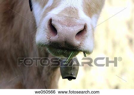 Grazing cow with a bell. Alm, Asten_Valley, Goldberg_Group, Hohe Tauern National Park, Alps, Carinthia, Austria View Large Photo Image Stock Photograph - Grazing cow with a bell. Alm, Asten_Valley, Goldberg_Group, Hohe Tauern National Park, Alps, Carinthia, Austria. Fotosearch