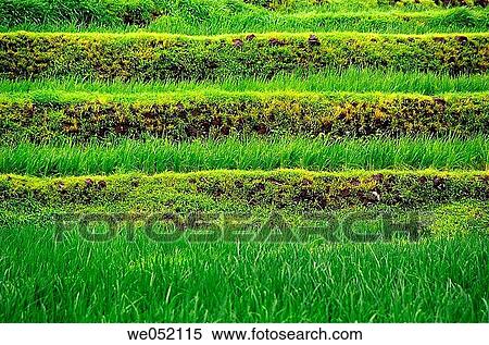 Green field of rice crop in step form. Rice (Oryza Sativa). Chiplun, Ratnagiri, Maharashtra, India. View Large Photo Image Stock Photography - Green field of rice crop in step form. Rice (Oryza Sativa). Chiplun, Ratnagiri, Maharashtra, India.. Fotosearch