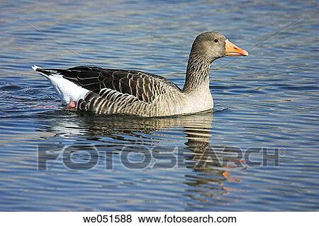Greylag Goose (Anser anser) View Large Photo Image Stock Photo - Greylag Goose (Anser anser). Fotosearch
