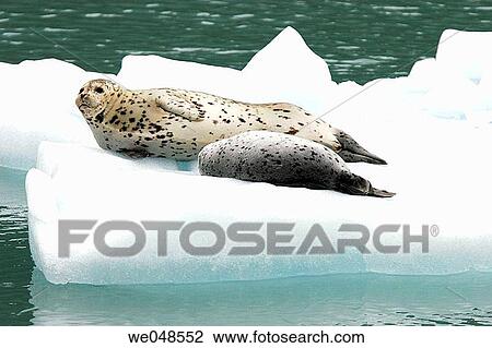 Stock Image - Harbor Seal (Phoca vitulina) mothers and pups on ice calved from the Sawyer Glaciers in Tracy arm, Southeast Alaska, USA. Pacific Ocean.. Fotosearch