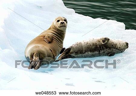 Harbor Seal (Phoca vitulina) mothers and pups on ice calved from the Sawyer Glaciers in Tracy arm, Southeast Alaska, USA. Pacific Ocean. View Large Photo Image Stock Image - Harbor Seal (Phoca vitulina) mothers and pups on ice calved from the Sawyer Glaciers in Tracy arm, Southeast Alaska, USA. Pacific Ocean.. Fotosearch