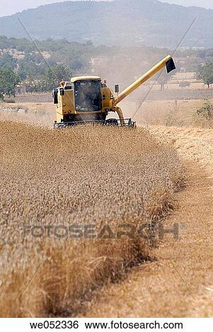 Harvesting wheat View Large Photo Image Stock Photograph - Harvesting wheat. Fotosearch