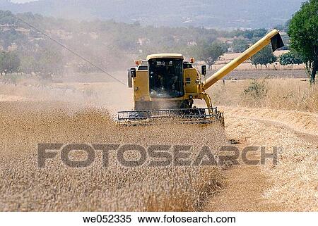 Harvesting wheat View Large Photo Image Stock Photography - Harvesting wheat. Fotosearch