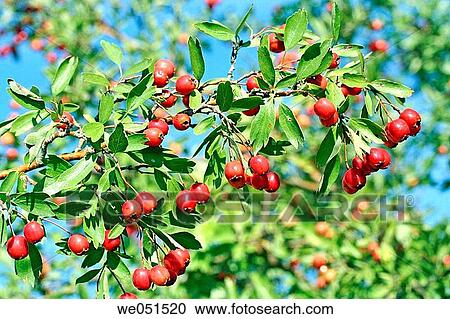 Hawthorn (Crataegus sp. ) View Large Photo Image Stock Image - Hawthorn (Crataegus sp. ). Fotosearch