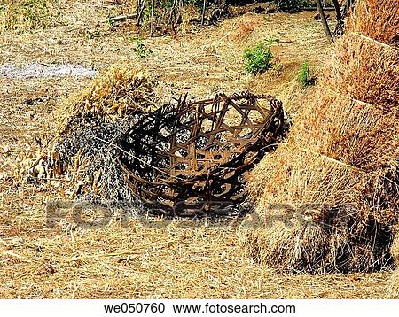 Hay stocked for feeding domestic animals and Round bucket made of bamboo strips for caring hay, on the way to Tapola, Mahabaleshwar, Satara, Maharasthra, India. View Large Photo Image Stock Image - Hay stocked for feeding domestic animals and Round bucket made of bamboo strips for caring hay, on the way to Tapola, Mahabaleshwar, Satara, Maharasthra, India.. Fotosearch