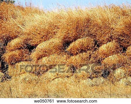 Hay stocked for feeding domestic animals. On the way to Tapola, Mahabaleshwar, Satara, Maharasthra, India. View Large Photo Image Stock Image - Hay stocked for feeding domestic animals. On the way to Tapola, Mahabaleshwar, Satara, Maharasthra, India.. Fotosearch