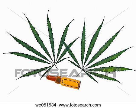 Hemp extract (Cannabis sativa) View Large Photo Image Picture - Hemp extract (Cannabis sativa). Fotosearch
