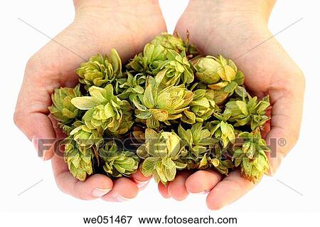 Hops (Humulus lupulus) View Large Photo Image Stock Photo - Hops (Humulus lupulus). Fotosearch