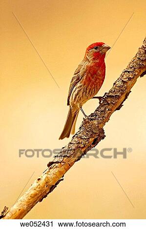 House Finch (Carpodacus mexicanus), male View Large Photo Image Stock Image - House Finch (Carpodacus mexicanus), male. Fotosearch