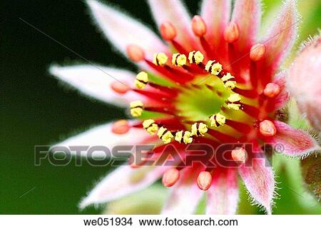 Houseleek (Sempervivum montanum). Osseja, Pyr? n? es-Orientales, France View Large Photo Image Picture - Houseleek (Sempervivum montanum). Osseja, Pyr? n? es-Orientales, France. Fotosearch