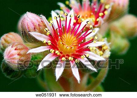 Houseleek (Sempervivum montanum). Osseja, Pyr? n? es-Orientales, France View Large Photo Image Stock Image - Houseleek (Sempervivum montanum). Osseja, Pyr? n? es-Orientales, France. Fotosearch