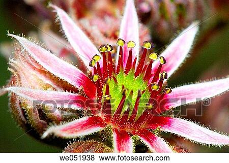 Houseleek (Sempervivum montanum). Osseja, Pyr? n? es-Orientales, France View Large Photo Image Stock Photo - Houseleek (Sempervivum montanum). Osseja, Pyr? n? es-Orientales, France. Fotosearch
