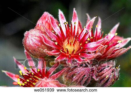 Houseleek (Sempervivum montanum). Osseja, Pyr? n? es-Orientales, France View Large Photo Image Stock Photo - Houseleek (Sempervivum montanum). Osseja, Pyr? n? es-Orientales, France. Fotosearch
