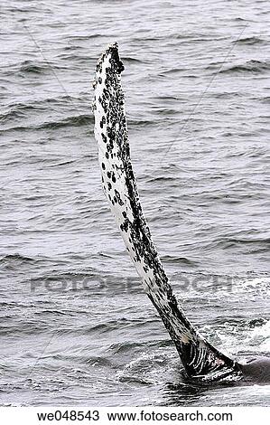 Humpback Whale (Megaptera novaeangliae) pectoral fin slapping in Southeast Alaska, USA. Pacific Ocean. View Large Photo Image Stock Image - Humpback Whale (Megaptera novaeangliae) pectoral fin slapping in Southeast Alaska, USA. Pacific Ocean.. Fotosearch
