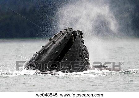 Stock Photography - Humpback Whales (Megaptera novaeangliae) co-operatively bubble-net feeding in Stephen's Passage, Southeast Alaska, USA. Pacific Ocean.. Fotosearch