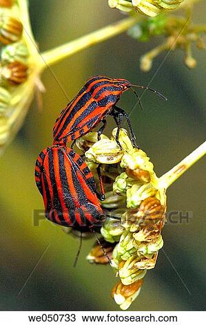 Insects. Graphosoma lineatum. View Large Photo Image Stock Image - Insects. Graphosoma lineatum.. Fotosearch