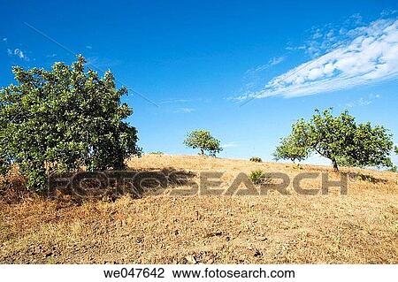 landscape of Algarve, Portugal View Large Photo Image Stock Image - landscape of Algarve, Portugal. Fotosearch