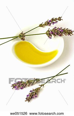 Lavender essential oil (Lavandula officinalis) View Large Photo Image Stock Photograph - Lavender essential oil (Lavandula officinalis). Fotosearch