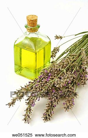 Stock Photography - Lavender essential oil (Lavandula officinalis). Fotosearch