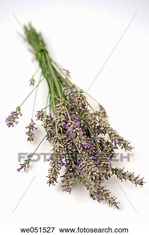 Lavender (Lavandula officinalis) View Large Photo Image Stock Photo - Lavender (Lavandula officinalis). Fotosearch