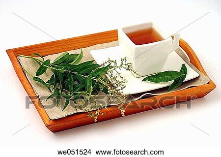 Picture - Lemon verbena tea (Lippia citriodora or Aloysia triphylla). Fotosearch