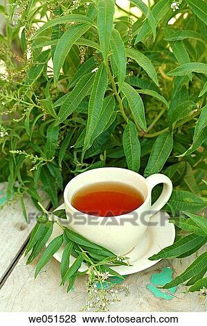 Stock Photo - Lemon verbena tea (Lippia citriodora or Aloysia triphylla). Fotosearch