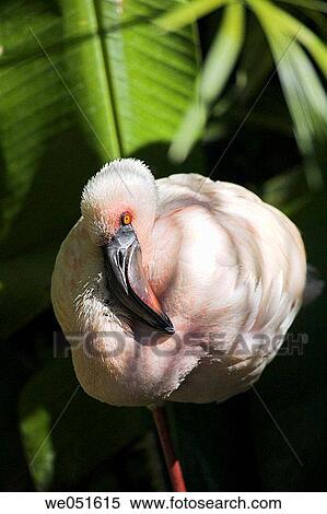 Lesser Flamingo (Phoenicopterus minor) View Large Photo Image Stock Photography - Lesser Flamingo (Phoenicopterus minor). Fotosearch