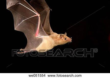 Picture - Lesser Long-nosed Bat (Leptonycteris curasoae). Fotosearch