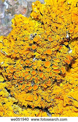Lichen (Xanthoria parietina) View Large Photo Image Stock Image - Lichen (Xanthoria parietina). Fotosearch