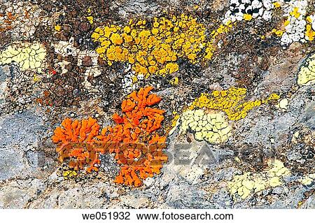 Stock Image - Lichens on rock. Fotosearch