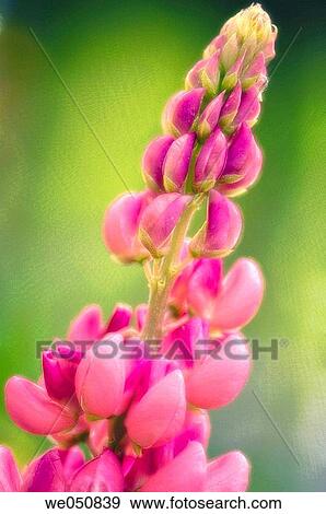 Stock Photo - Lupinus x regalis. June 2006. Maryland, USA. Fotosearch