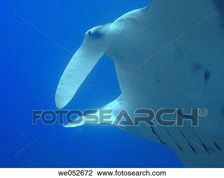Manta Ray (Mobula sp. ). Maldives View Large Photo Image Stock Image - Manta Ray (Mobula sp. ). Maldives. Fotosearch
