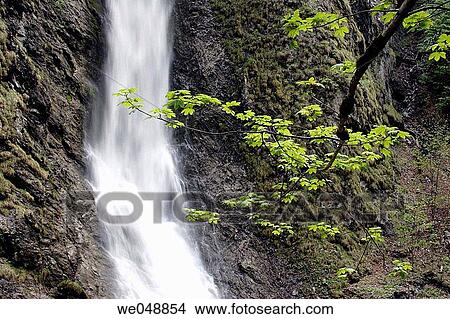 Maple tree (Acer pseudoplatanus) in front of a waterfall in ravine Liechtensteinklamm near St. Johann im Pongau, Salzburg, Austria View Large Photo Image Picture - Maple tree (Acer pseudoplatanus) in front of a waterfall in ravine Liechtensteinklamm near St. Johann im Pongau, Salzburg, Austria. Fotosearch