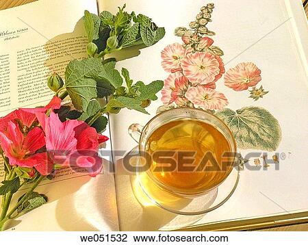 Stock Image - Marsh Mallow tea (Althaea officinalis). Fotosearch