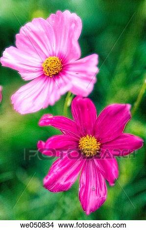 Mexican Aster. Cosmos bipinnatus. June 2006. Maryland, USA View Large Photo Image Picture - Mexican Aster. Cosmos bipinnatus. June 2006. Maryland, USA. Fotosearch