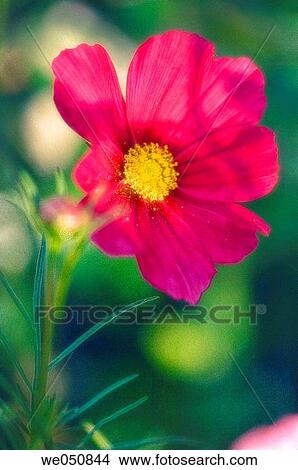 Mexican Aster. Cosmos bipinnatus. June 2006. Maryland, USA View Large Photo Image Picture - Mexican Aster. Cosmos bipinnatus. June 2006. Maryland, USA. Fotosearch