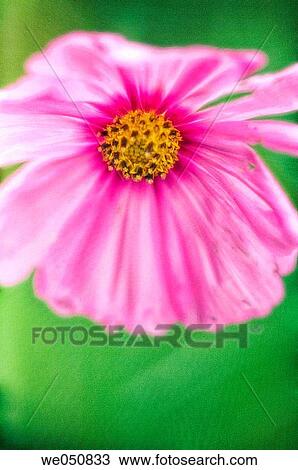 Mexican Aster. Cosmos bipinnatus. June 2006. Maryland, USA View Large Photo Image Stock Image - Mexican Aster. Cosmos bipinnatus. June 2006. Maryland, USA. Fotosearch