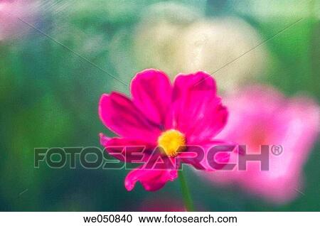 Mexican Aster. Cosmos bipinnatus. June 2006. Maryland, USA View Large Photo Image Stock Image - Mexican Aster. Cosmos bipinnatus. June 2006. Maryland, USA. Fotosearch
