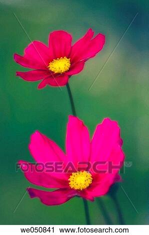 Mexican Aster. Cosmos bipinnatus. June 2006. Maryland, USA View Large Photo Image Stock Image - Mexican Aster. Cosmos bipinnatus. June 2006. Maryland, USA. Fotosearch